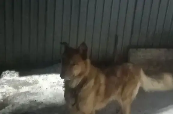 Объявления о пропавших и найденных животных, Майма, фото: Пропала собака, ул. 50 лет Победы, Майма