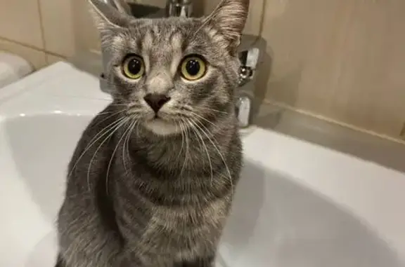 Пропала кошка, Юбилейная 25 к1, Мытищи - photo