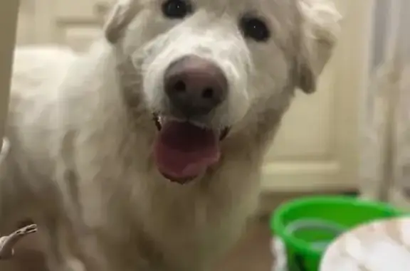 Пропала собака, ул. Лавровый Посад, Крск. - photo