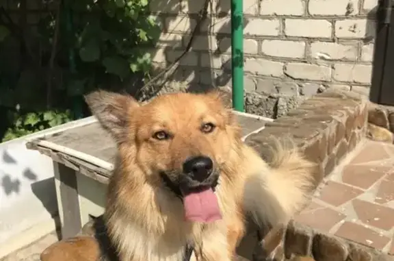 Пропала собака, ул. Связистов 17, Волгоград - photo