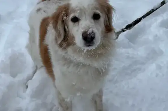 Пропала собака в Гае, Оренбургская обл. - photo