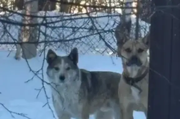 Найдена собака, Уфа, фото: Собака найдена в районе Федоровки, Уфа
