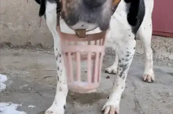 Найдена собака, Нижний Новгород, фото: Собака у детсада, Мончегорская 3 к1