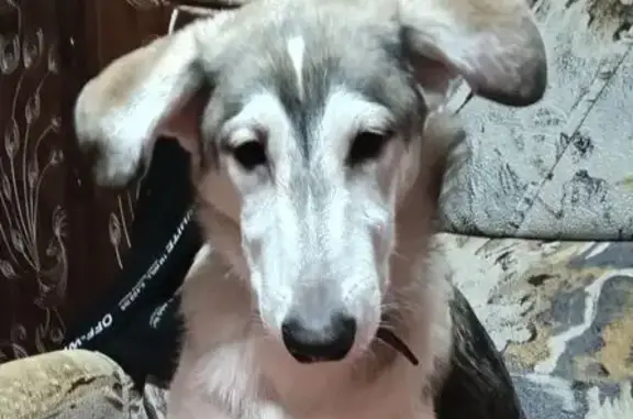 Пропала собака, Коммунистическая 31А, Копейск - photo