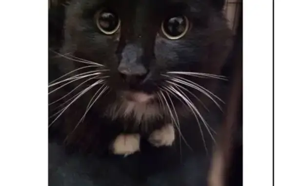 Найдена кошка, Санкт-Петербург, фото: Кошка найдена: пр. Стачек, СПб