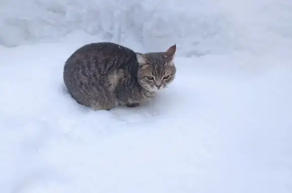 Пропала кошка, Овражная ул. 59, Кузнецк - photo