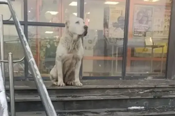 Найдена собака, Ликино, фото: Алабай у магазина Верный, Ликино