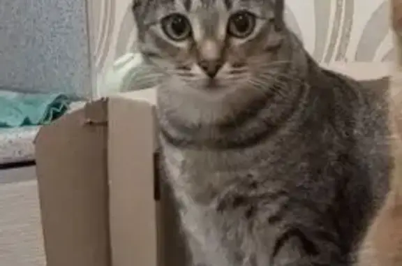 Пропала кошка, ул. 8-го Марта, 32 - photo