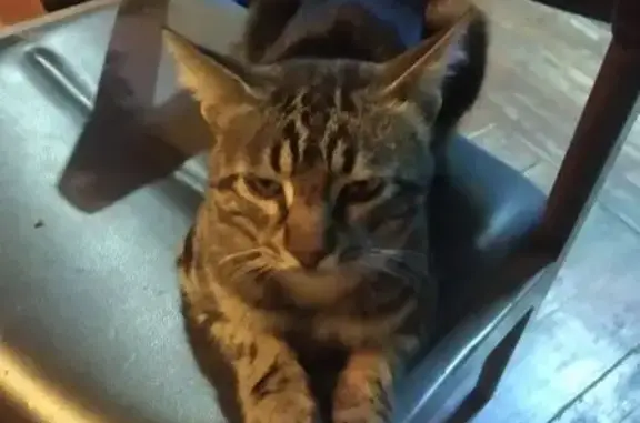 Пропала кошка, Халтуринский пер., 6/10 - photo