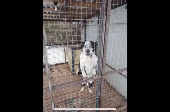 Пропала собака, Первомайский пер. 8, Конаково - photo