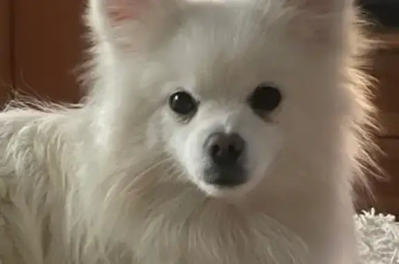 Пропал белый шпиц в Прокопьевске, СНТ - photo