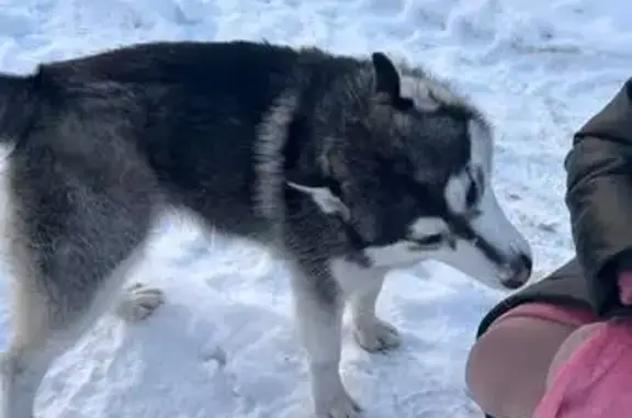 Найдена собака, Тула, фото: Найдена собака Хаски, ул. Томпа, 15, Тула