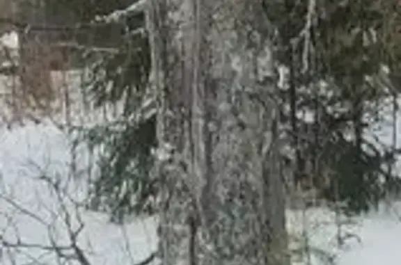 Собаки потеряшки, Сокол, фото: Потеряшка собака в СНТ Михалево, Сокол