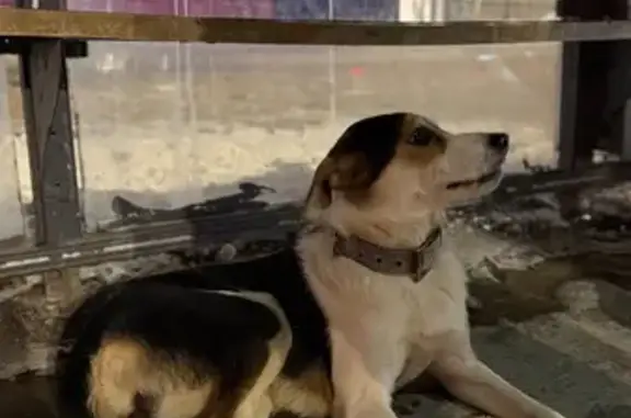 Найденные животные Самара, фото: Найдена собака, ул. Гагарина 64, Самара