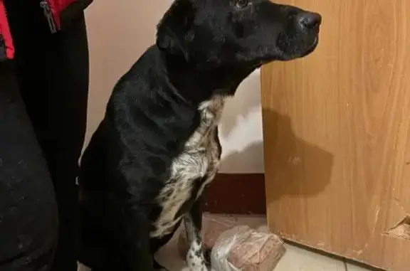 Объявления о пропавших и найденных животных, Ростов-на-Дону, фото: Собака найдена на Жданова, 23, Ростов-на-Дону