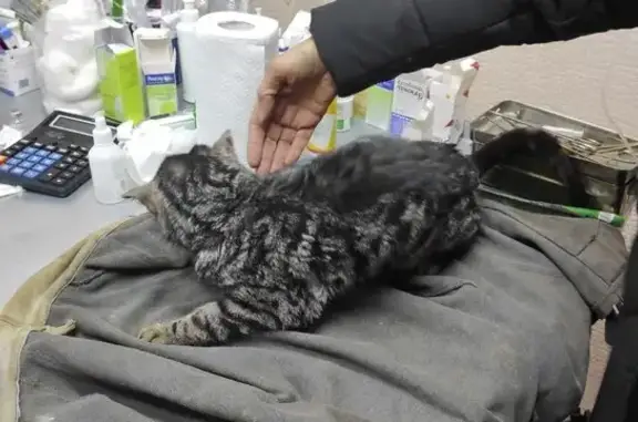 Найдена кошка, Карталинская Запань, фото: Кошка найдена на трассе Уфа-Белорецк, 80К-031