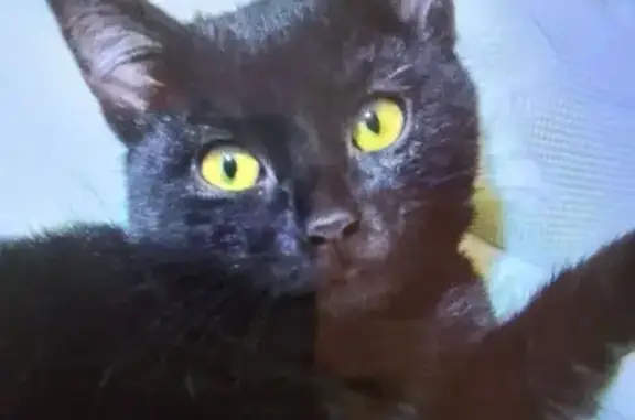 Пропала кошка в Филинском, Нижегородская обл. - photo