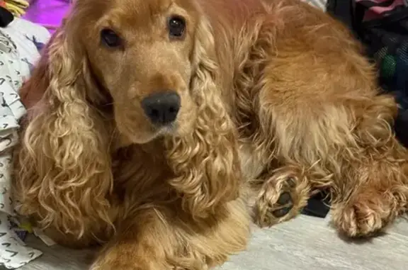 Собаки потеряшки, Сыктывкар, фото: Потеряшка собака, ул. Морозова 111/2, Сыктывкар