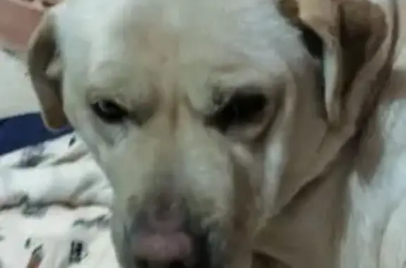 Объявления о пропавших и найденных животных, Элиста, фото: Собака найдена на Полынной улице, Элиста