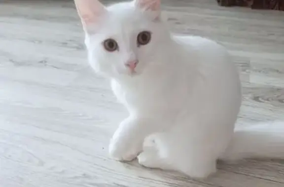 Пропала кошка, Западная Двина, Тверь - photo