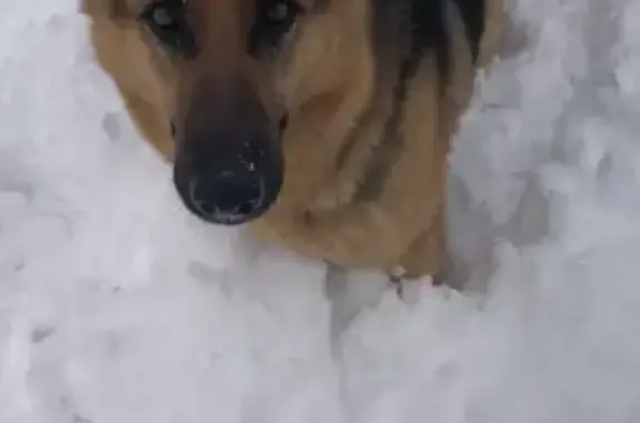 Пропала собака, переулок Нагуляна, 8А - photo