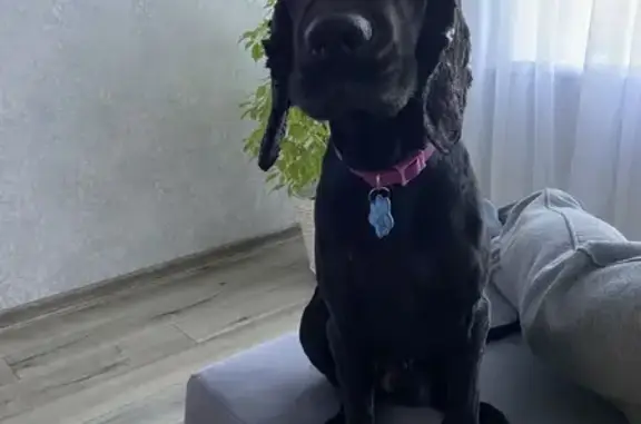 Пропал черный коккер в Н. Ладоге, д. 15 - photo