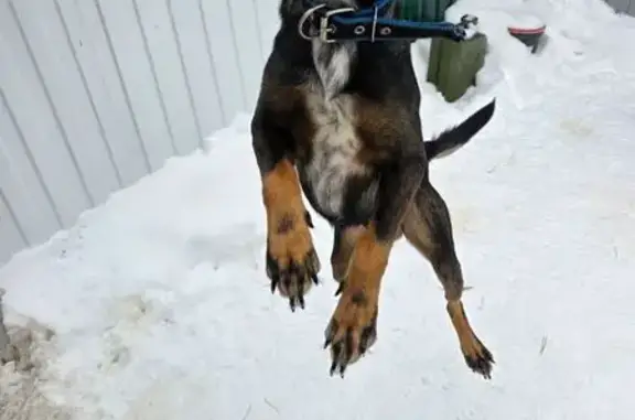 Найденные животные Тимашево, фото: Собака найдена: Черный Тимашево, Самара