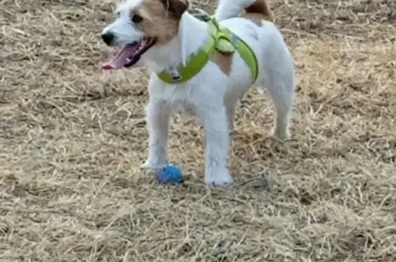 Пропала собака, ул. Котельникова, Владивосток - photo