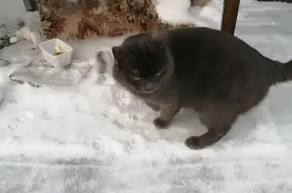 Найдена кошка, Большое Окулово, фото: Кот найден у объекта «Восток», Нижегородская область