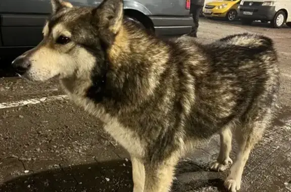 Найдена собака, Калининград, фото: Собака найдена: Дзержинского, 6, Калининград