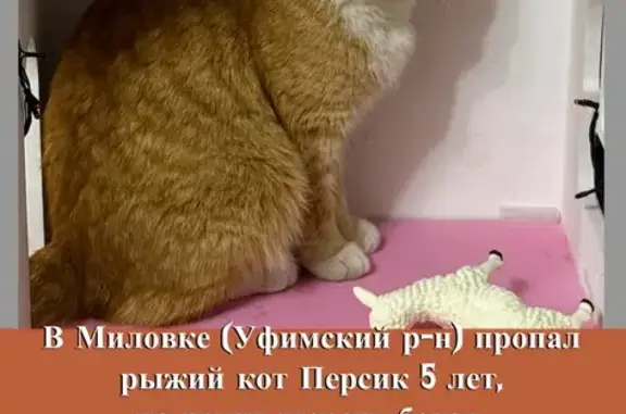 Пропал кот Персик, Миловка, Башкортостан - photo