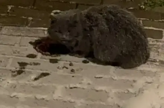 Найденные животные Краснодар, фото: Найдена кошка на ул. Цезаря Куникова, Краснодар