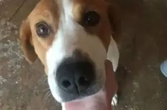 Пропала собака, Чайковский, Пермский край - photo