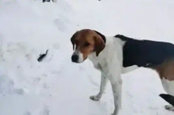 Найдена собака, Анжеро-Судженск, фото: Собака найдена в Анжеро-Судженске