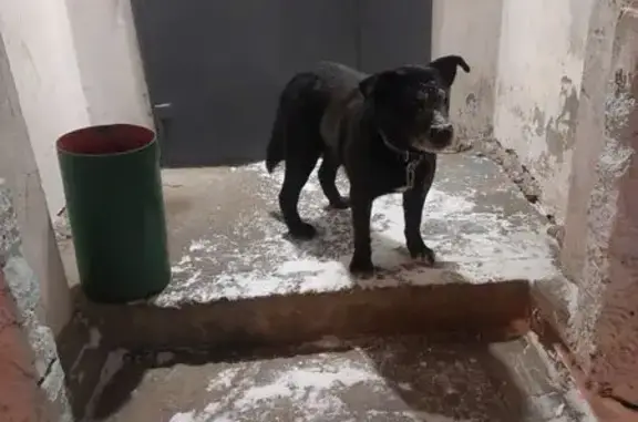 Объявления о пропавших и найденных животных, Лесосибирск, фото: Найдена собака: Портнягина 22А, Лесосибирск