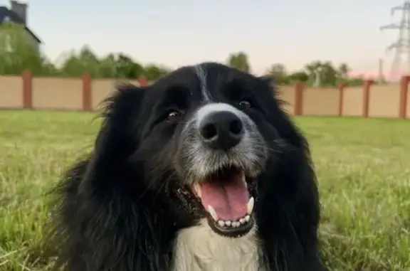 Пропала собака, ул. Псковская, Калининград - photo