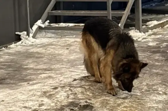 Найдена собака, Оренбург, фото: Ребенок бегает по Салмышской, 60, Оренбург