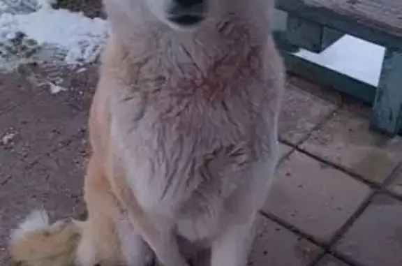 Найдена собака, Краснодар, фото: Собака найдена на ул. Фадеева, Краснодар