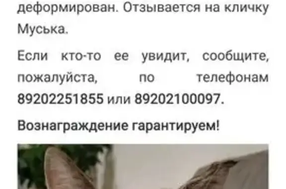 Кошки потеряшки, Воронеж, фото: Потеряшка кошка, Воронеж, ул. 13