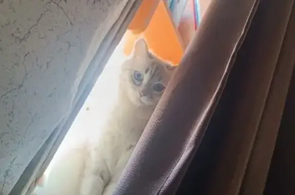 Пропала кошка, ул. 148-й ЧД, Энгельс - photo