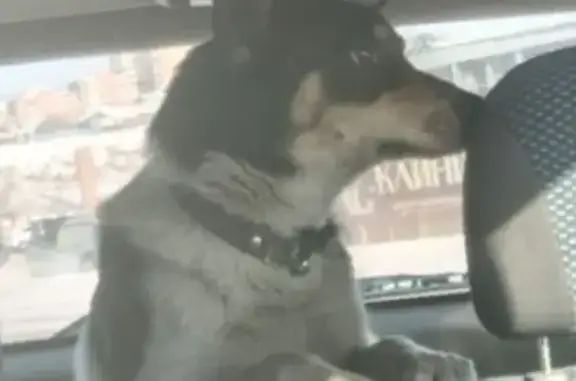 Пропала собака, Улан-Удэ, Производственная 2 - photo