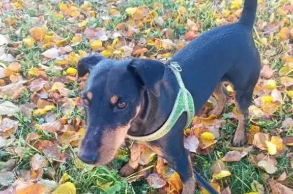 Пропала собака на Волковском пр., 10 - photo