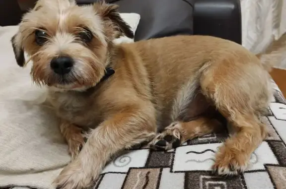 Пропала собака, ул. Гурьянова, 46 к1 - photo