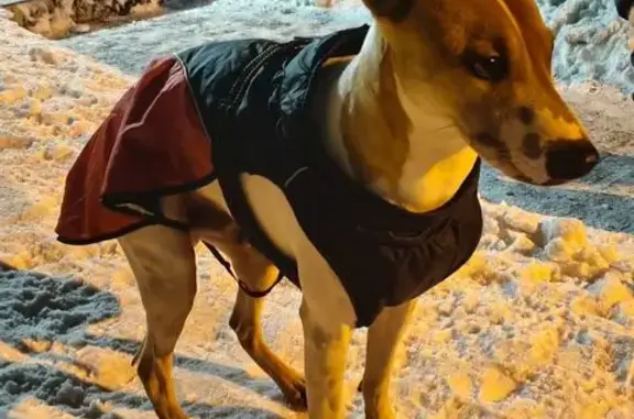 Найдена собака, Калининград, фото: Собака у подъезда, Печатная 47, Калининград