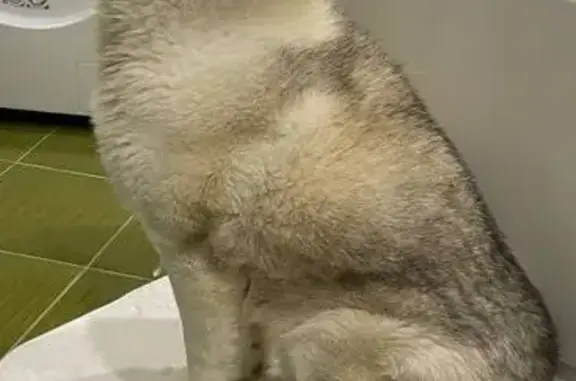 Пропала собака в Ляпунихе, 17 января - photo