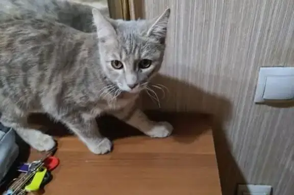 Пропала кошка на Байкальской, 342/1, Иркутск - photo