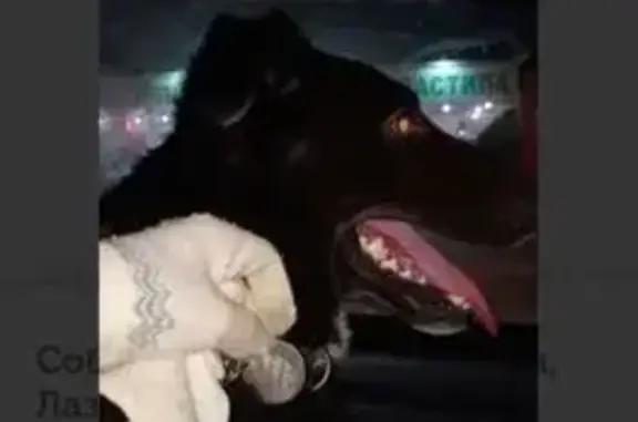 Объявления о пропавших и найденных животных, Щёкино, фото: Пропала собака, Пионерская 46, Щёкино.