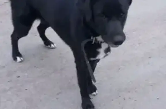 Пропала собака Вита, Ростов-на-Дону, Нефтекачка - photo