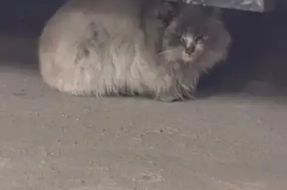 Объявления о пропавших и найденных животных, Совхоза Имени Ленина, фото: Кошка найдена на парковке ТЦ Вегас, МКАД 24 км