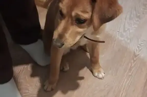 Найдена собака, Нижний Новгород, фото: Собака найдена, Тверской проезд, Н. Новгород